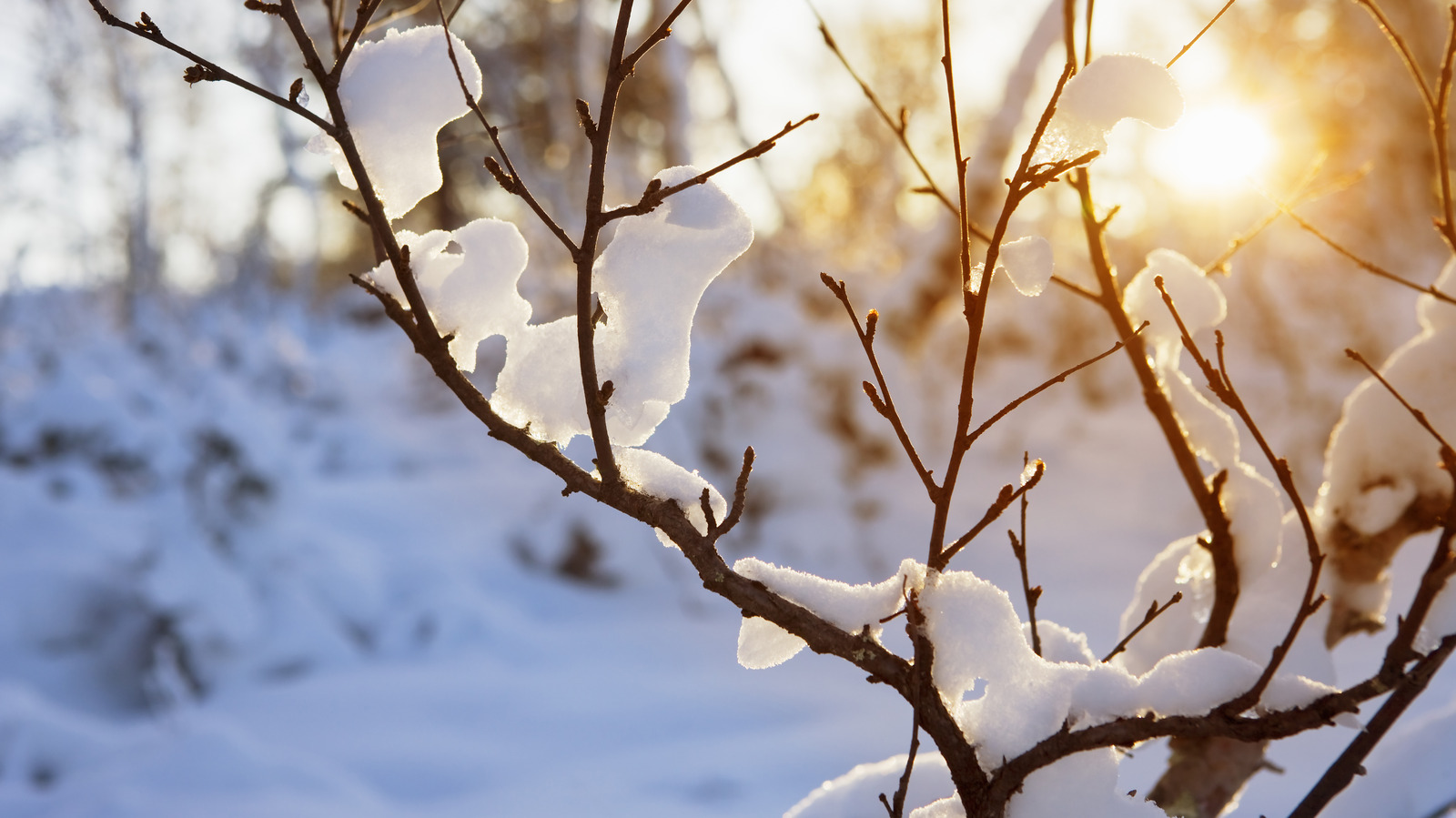 Tips To Keep Your Trees Safe From Animal Damage This Winter