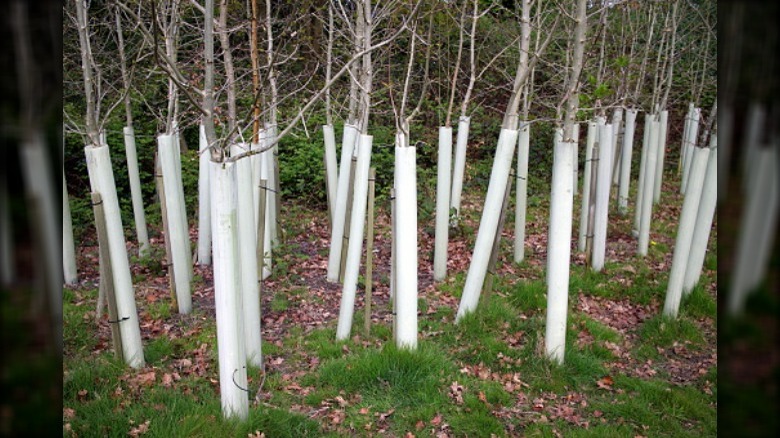 trees with guards on them