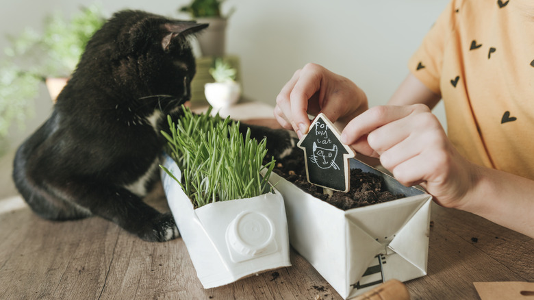 Girl making milk carton planters