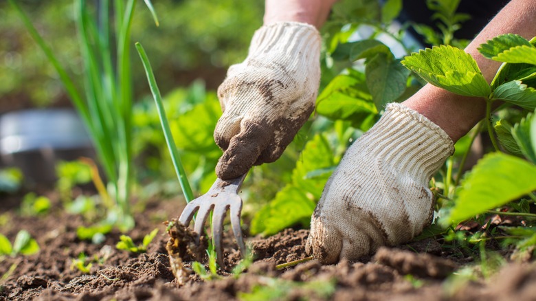 pulling weeds in garden