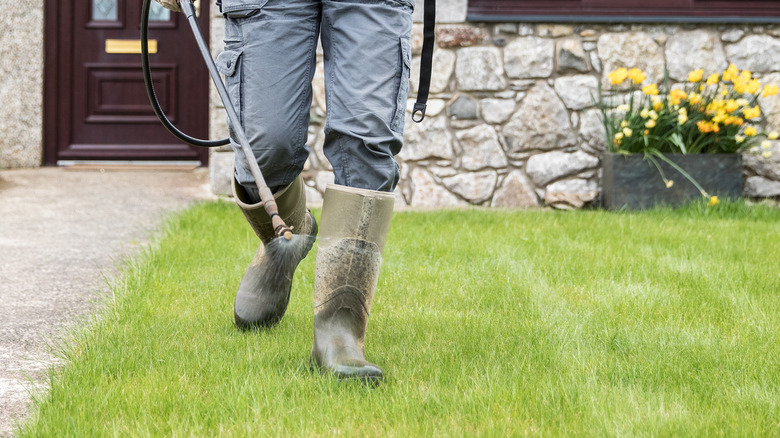 man spraying herbicide on lawn