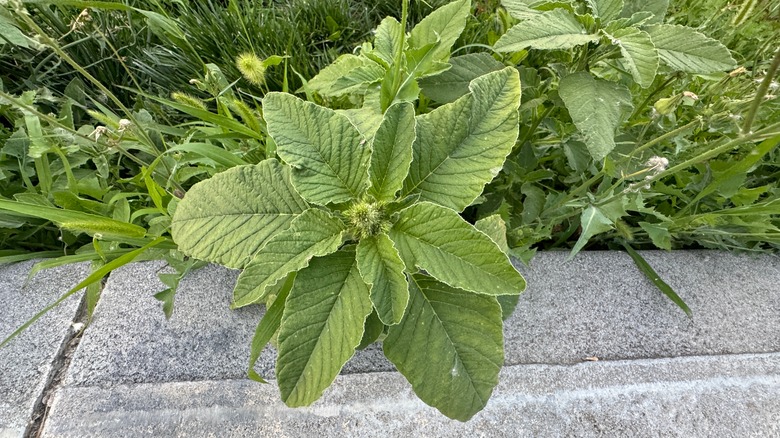 pigweed growing in lawn