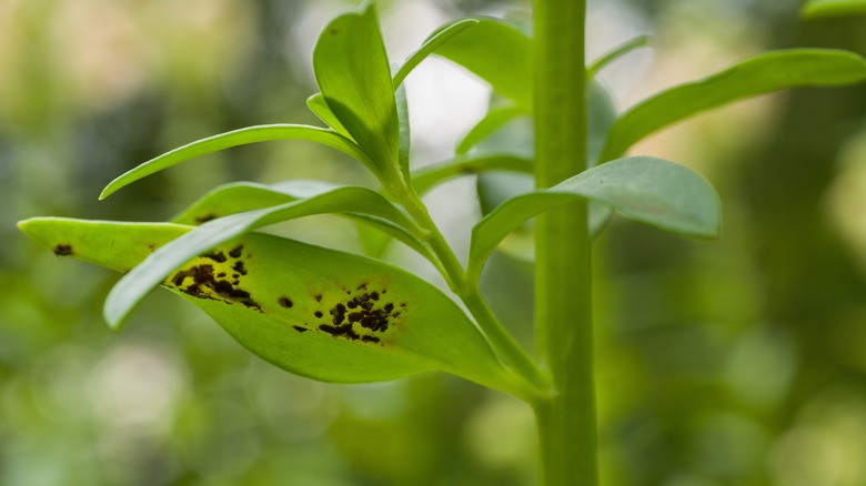 Snapdragon with black fungus spots on the underside of its leaves