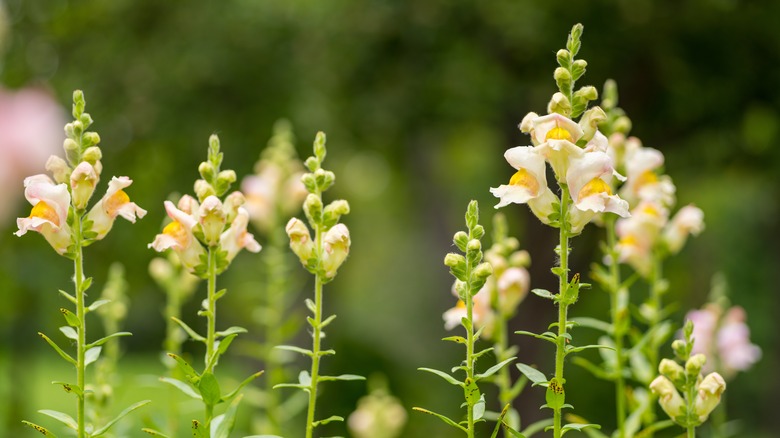 Snapdragons with Antirrhinum rust infecting the leaves