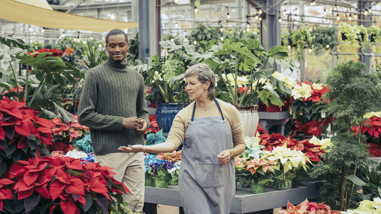 Person is shown poinsettias in store