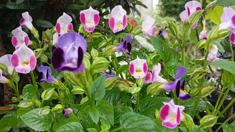 Colorful wishbone flowers thriving in a shady spot in the garden