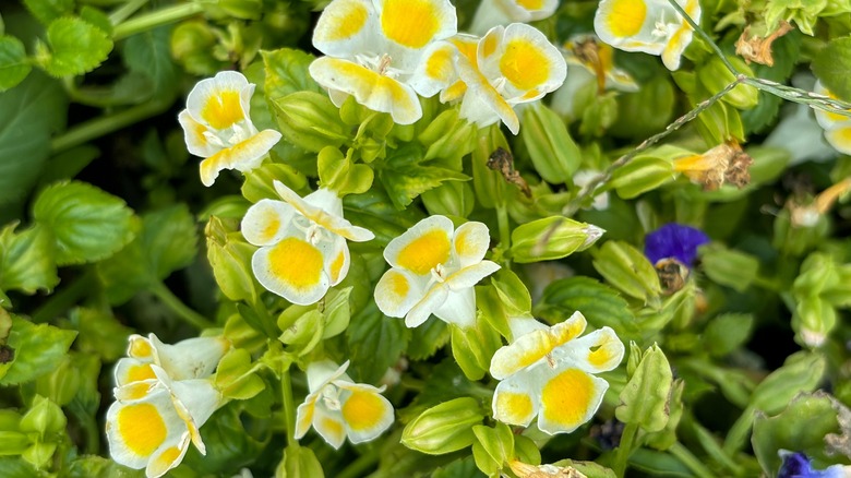 Pretty wishbone flowers in shades of cream and yellow