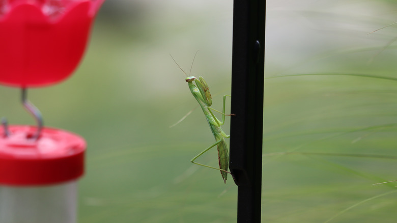 Praying mantis near hummingbird feeder