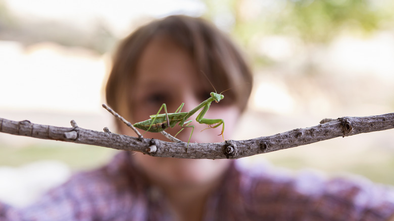 Praying mantis on a stick