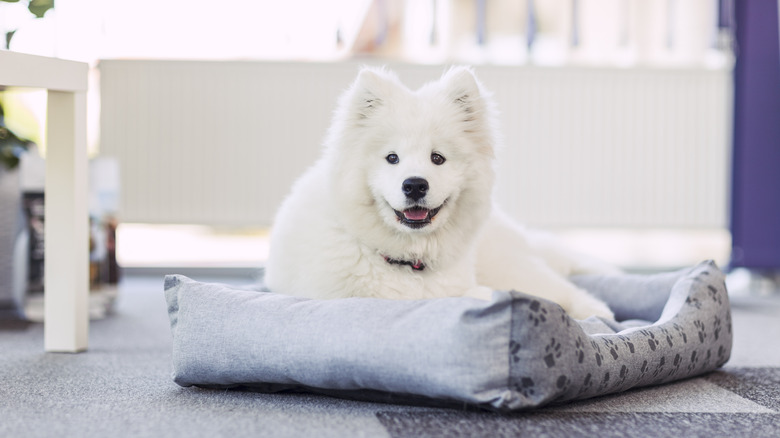 Samoyed dog on pet bed