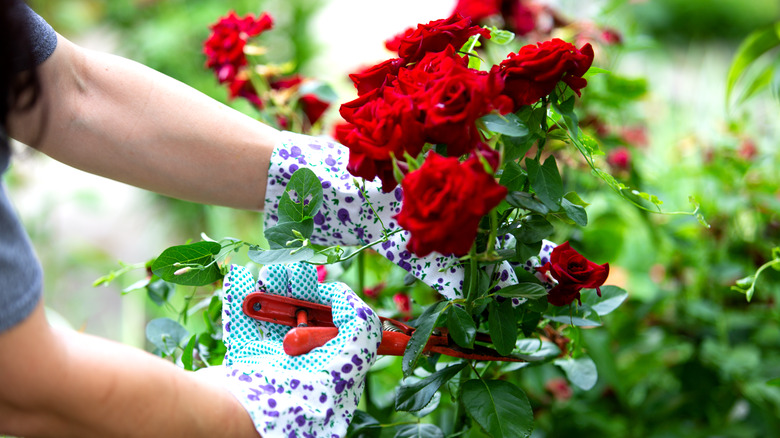 clipping roses