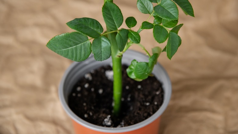 rose plant growing