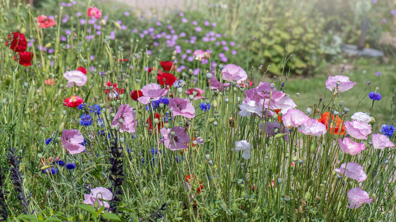 poppies in a flower bed