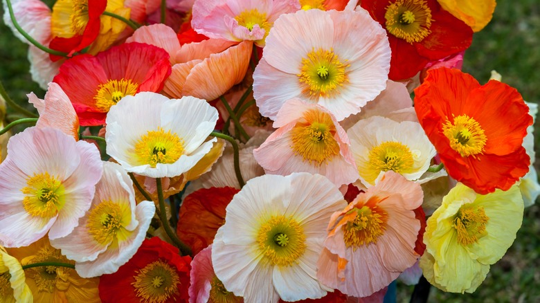 cluster of Iceland Poppies blooms