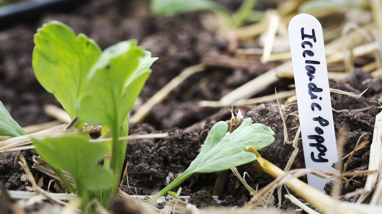 poppy seedling and tag in ground