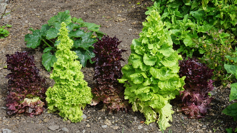 garden with bolted lettuces