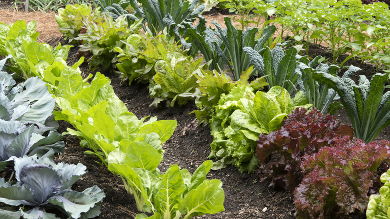 lettuce in garden with kale