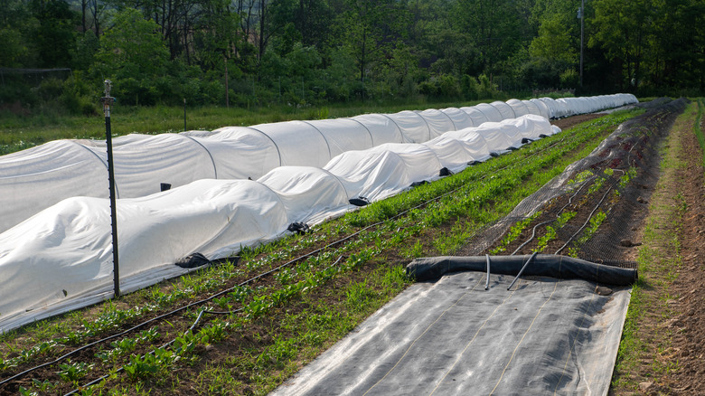 plants growing under cover