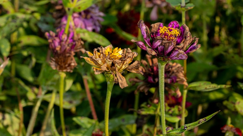 dying plants