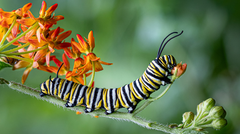 caterpillar on leaf