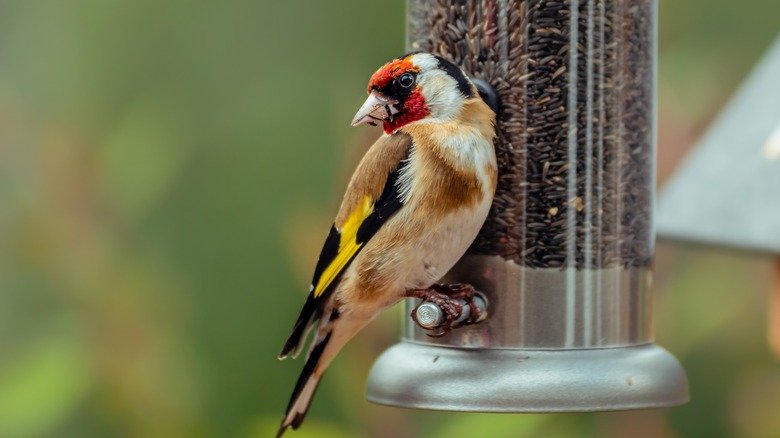 goldfinch on nyger feeder