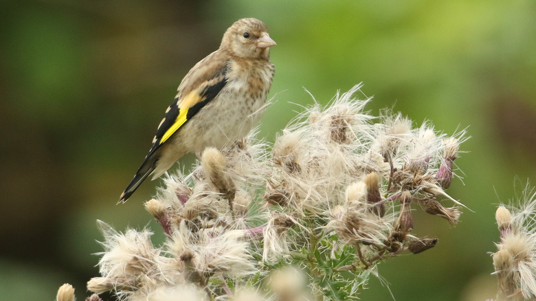 goldfinch on thistle