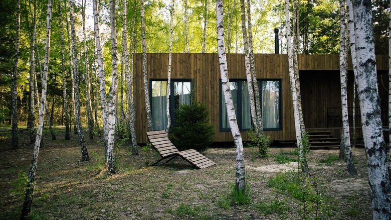 birch trees around cabin