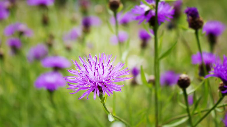 knapweed