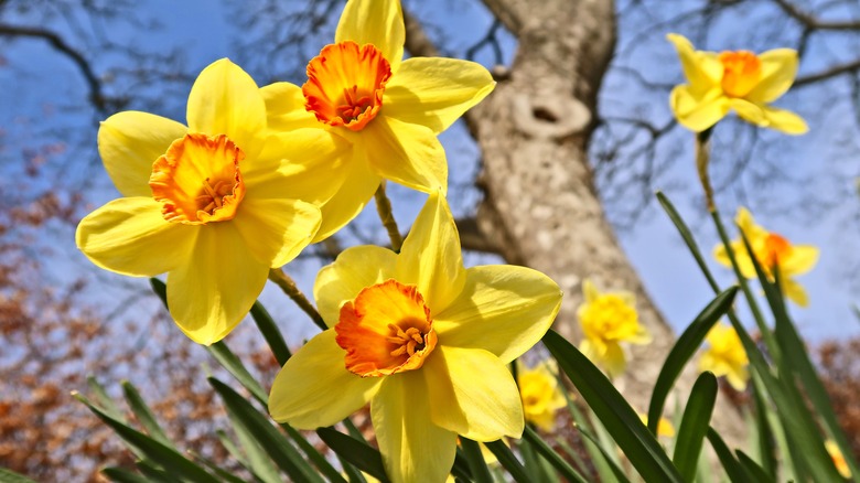 daffodils