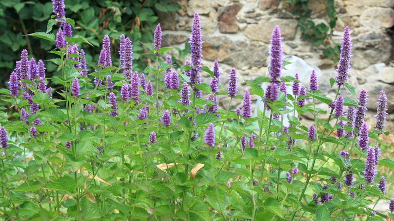 anise hyssop in bloom