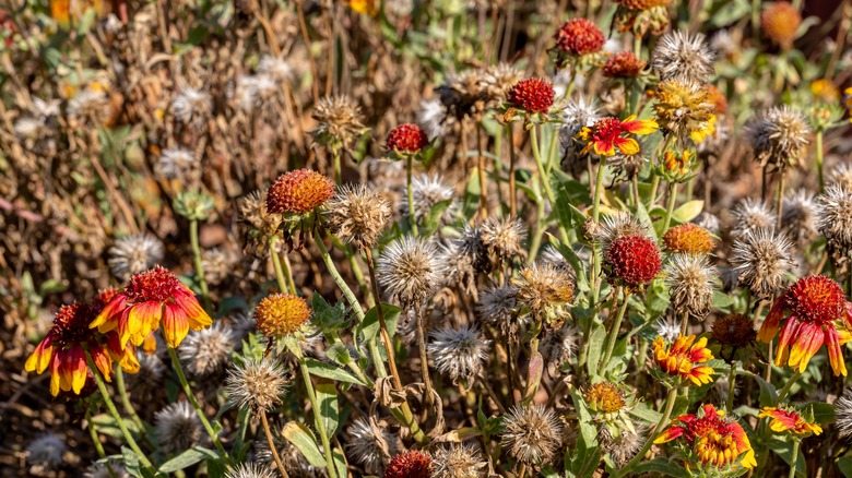 blanket flowers going to seed