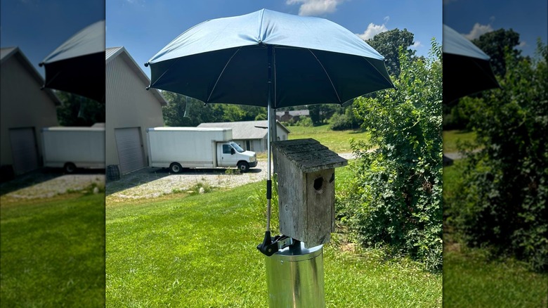 umbrella covering a birdhouse