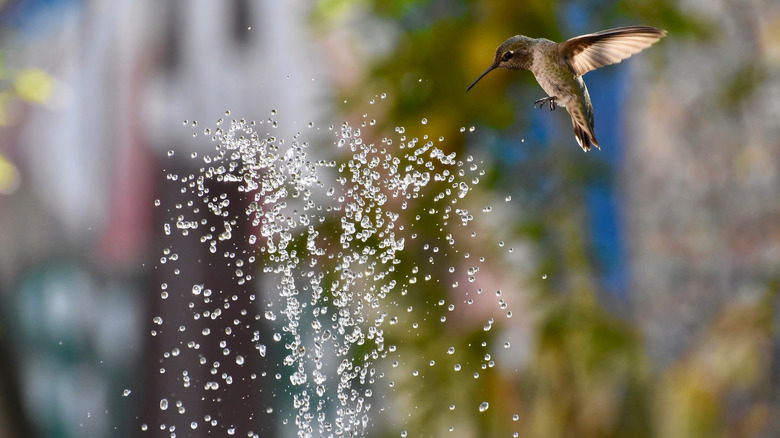 hummingbird flying in misting water