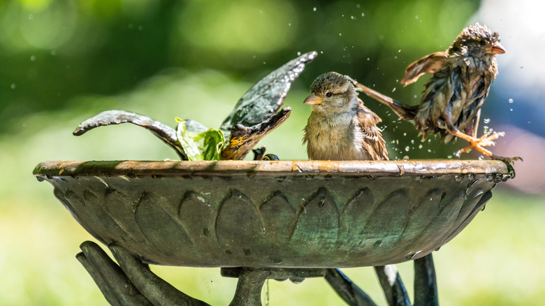 birds splashing in birdbath