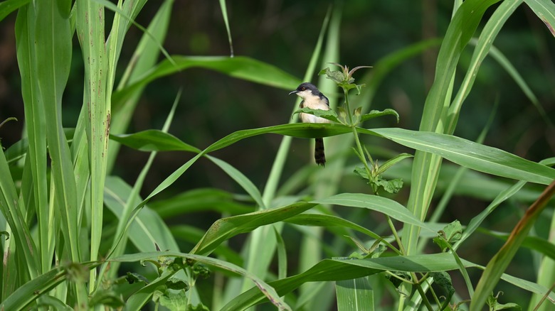 bird perched on tall grass