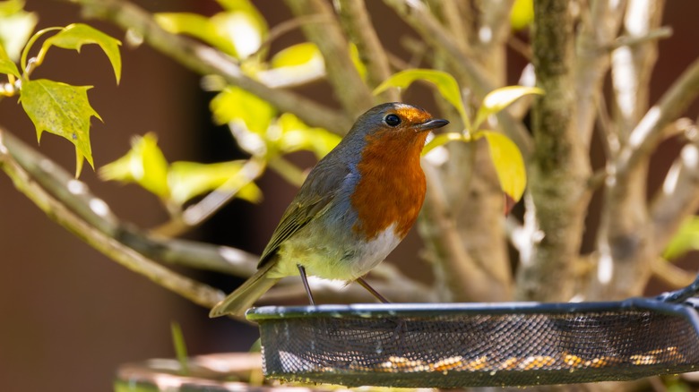 bird sitting in shade under bush