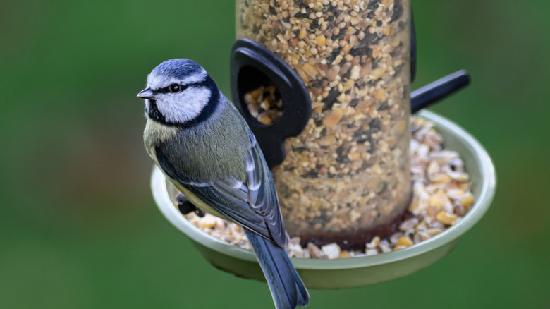 bird sitting on bird feeder