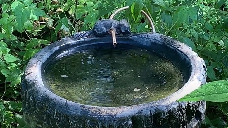 bird drip over birdbath