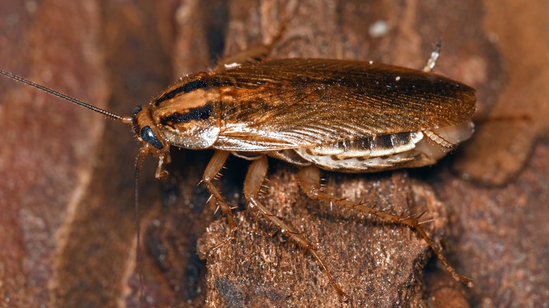 German cockroach closeup