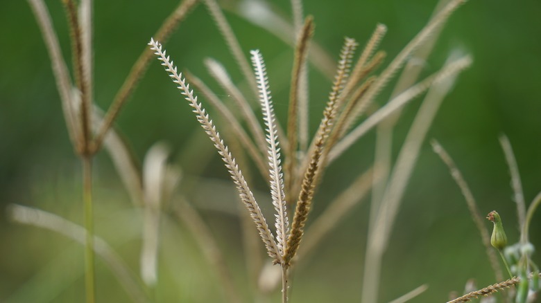 Goosegrass seed heads up close