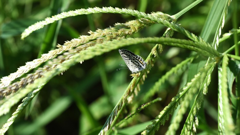 Goosegrass seeds