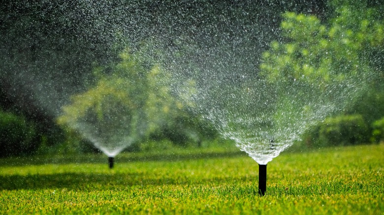 Sprinklers irrigating a lawn