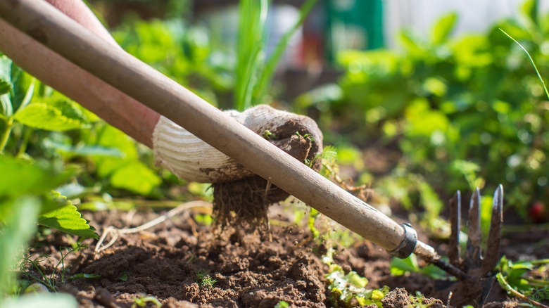 Pulling weeds with weeding tools