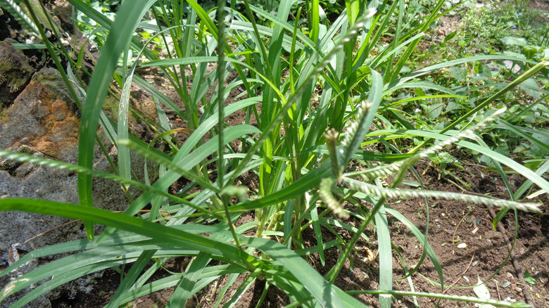 Goosegrass growing in the soil