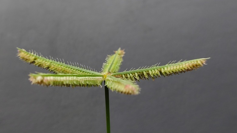 Goosegrass's distinct seed heads