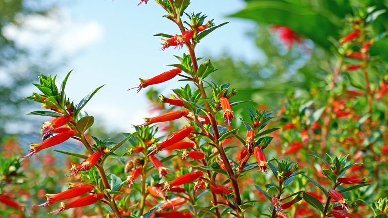 Red cigar Cuphea (Cuphea ignea)