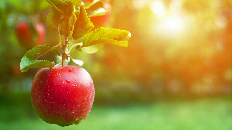 A close-up of a red apple hanging from a tree in bright sunlight