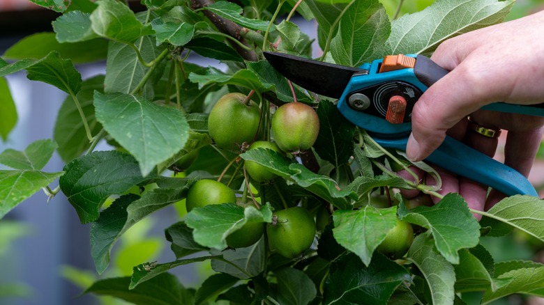 A hand using shears to thin out young apple fruits