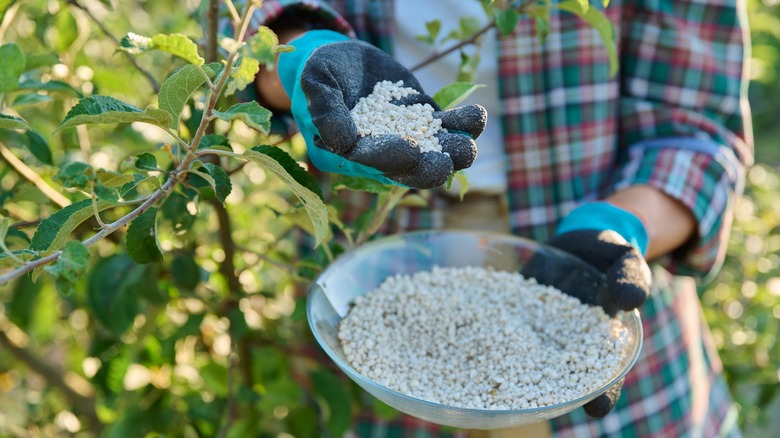 A person holding granular fertilizer next to apple tree