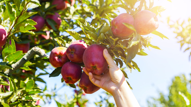 Apples growing on tree branches